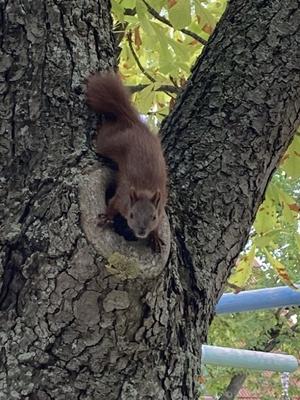 braunes Eichhörnchen klettert über Baumstamm